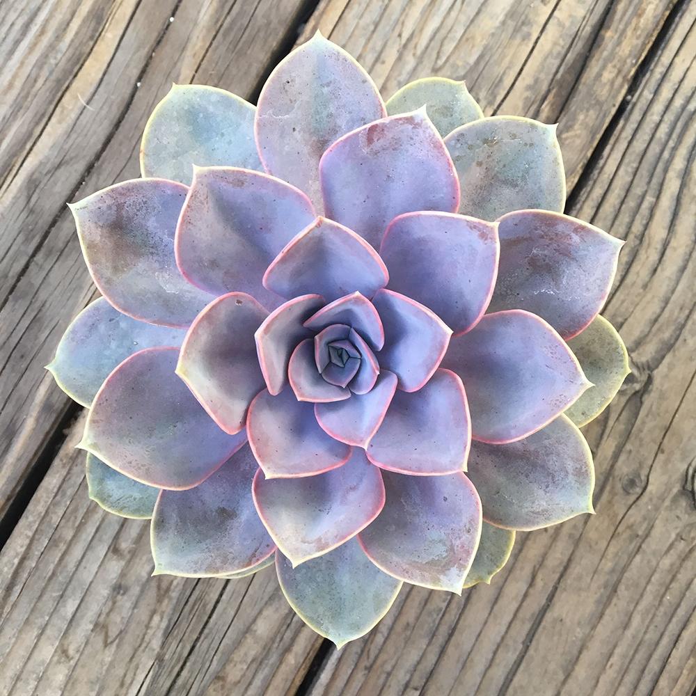 Suculenta Purple Pearl - 15/20 cm