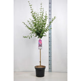 Liliac (Syringa) Copac Pink Perfume, cu flori roz intens, parfum puternic, inflorire bogata, iubitor de soare