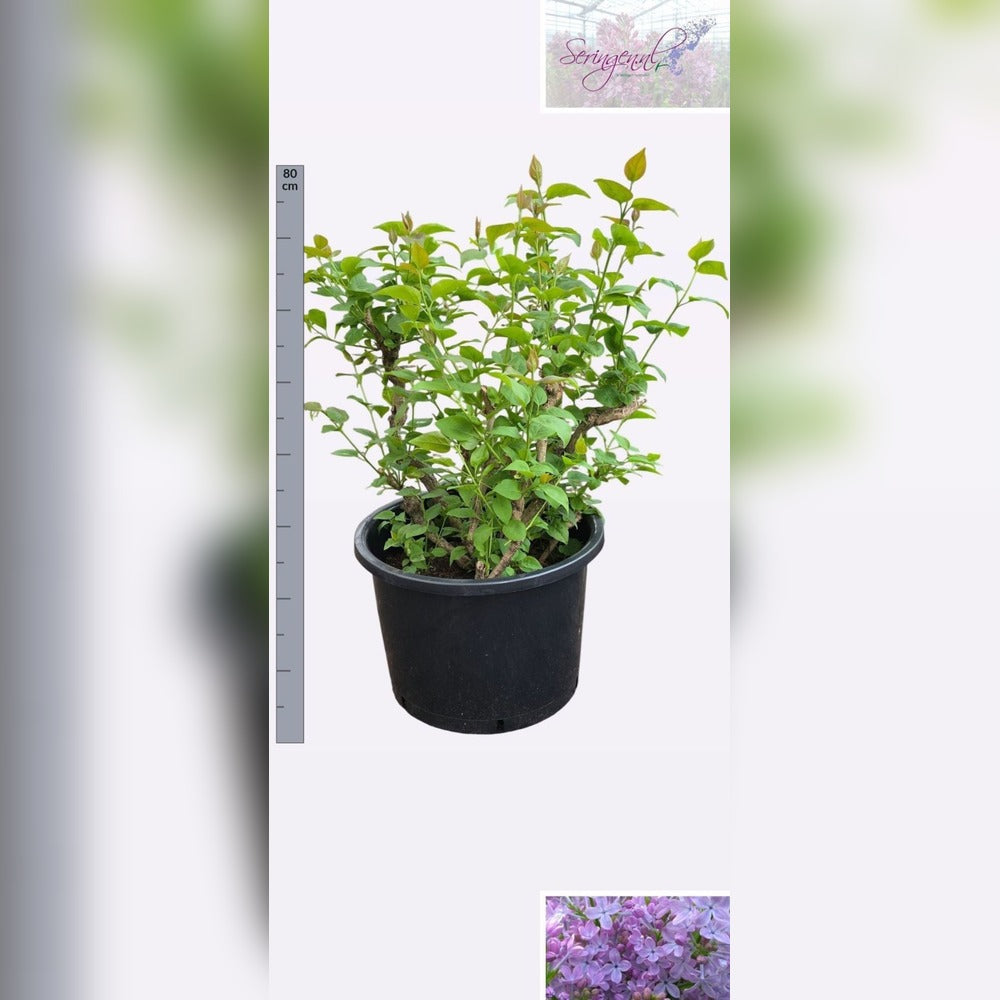 Orgona 'Sensation' bonsai – kétszínű, illatos virágú, 10+ éves nemes példány