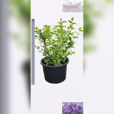 Orgona 'Sensation' bonsai – kétszínű, illatos virágú, 10+ éves nemes példány