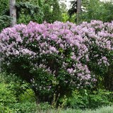 Liliac Copac Redwine (Syringa), cu flori rosii-bordo si parfum intens, iubitor de soare