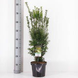 Tisa Ornamentala Hicksii (Taxus Baccata) vesnic verde, ideala pentru gard viu, bobite rosii, planta peisajistica