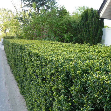 Tisa Groenland (Taxus Baccata)