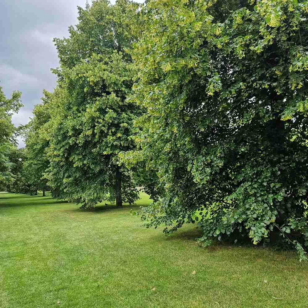 Tei cu Frunza Mica (Tilia Cordata) Greenspire - Mirositor