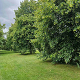 Tei cu Frunza Mica (Tilia Cordata) Greenspire - Mirositor