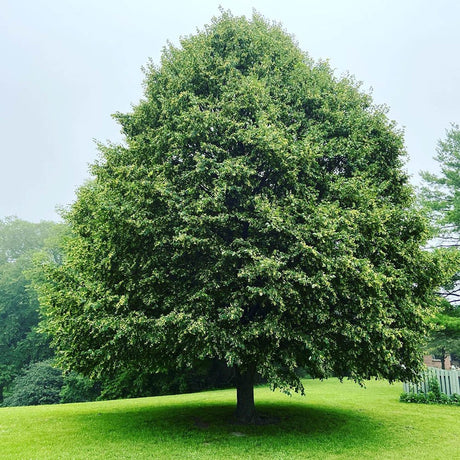 Tei cu Frunza Mica (Tilia Cordata) Greenspire - Mirositor