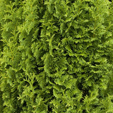 Tuia Occidentalis Degroot Spire