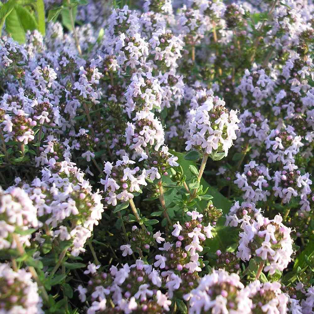 Kakukkfű 'Faustini' – illatos, talajtakaró évelő rózsaszín virágokkal