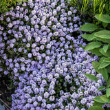 Cimbru comun (Thymus Vulgaris), planta aromatica perena, rezistenta la frig