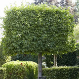 Tei Imperial (Tilia Pallida), arbore ornamental cu flori foarte parfumate galben-crem, rezistent la poluare urbana