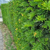 Tisa Classica gard viu vesnic verde (Taxus Baccata)