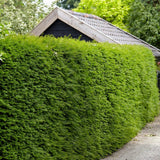 Tisa Classica gard viu vesnic verde (Taxus Baccata)