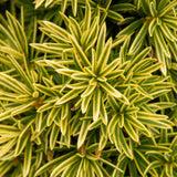 Tisa David Auriu (Taxus Baccata), cu ace galbene, planta solitara