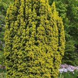 Tisa David Auriu (Taxus Baccata), cu ace galbene, planta solitara