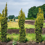 Tisa Columnar Auriu (Taxus Baccata Aureamarginata), cu ace galben-aurii