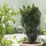 Tisa Groenland (Taxus Baccata)