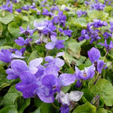 Violeta Konigin Charlotte, tarator, cu flori violet-albastru si parfum intens