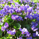 Violeta Konigin Charlotte, tarator, cu flori violet-albastru si parfum intens