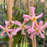Iasomie Stelata Pink Air, planta cataratoare parfumata cu flori roz, vesnic verde, crestere rapida, rezistenta la frig