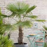 Palmier Morisca Trachycarpus Fortunei (Tulpina 80-100 cm) - 160 cm
