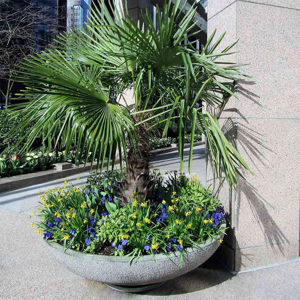 Palmier Morisca Trachycarpus Fortunei (Tulpina 80-100 cm) - 160 cm