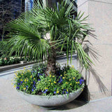 Palmier Morisca Trachycarpus Fortunei (Tulpina 80-100 cm) - 160 cm