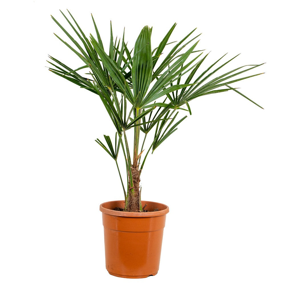 Kenderpálma / kínai kenderpálma (Trachycarpus fortunei), 80 cm, fagytűrő, egzotikus lombozattal, közepes növekedésű