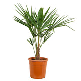 Kenderpálma / kínai kenderpálma (Trachycarpus fortunei), 80 cm, fagytűrő, egzotikus lombozattal, közepes növekedésű
