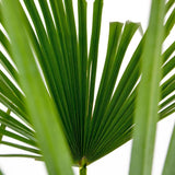 Kenderpálma / kínai kenderpálma (Trachycarpus fortunei), 80 cm, fagytűrő, egzotikus lombozattal, közepes növekedésű