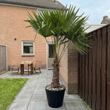 Kenderpálma / kínai kenderpálma (Trachycarpus fortunei), 80 cm, fagytűrő, egzotikus lombozattal, közepes növekedésű