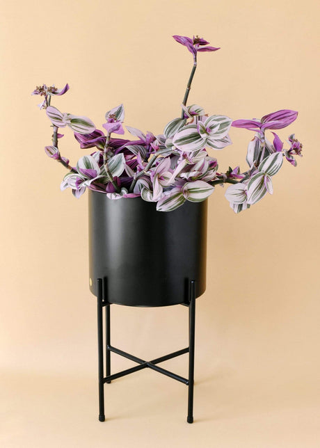 Tradescantia Albiflora Nanouk - 15 cm