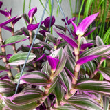 Tradescantia Albiflora Nanouk - 15 cm