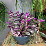 Tradescantia Albiflora Nanouk - 25 cm