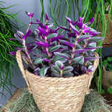 Tradescantia Albiflora Nanouk - 25 cm