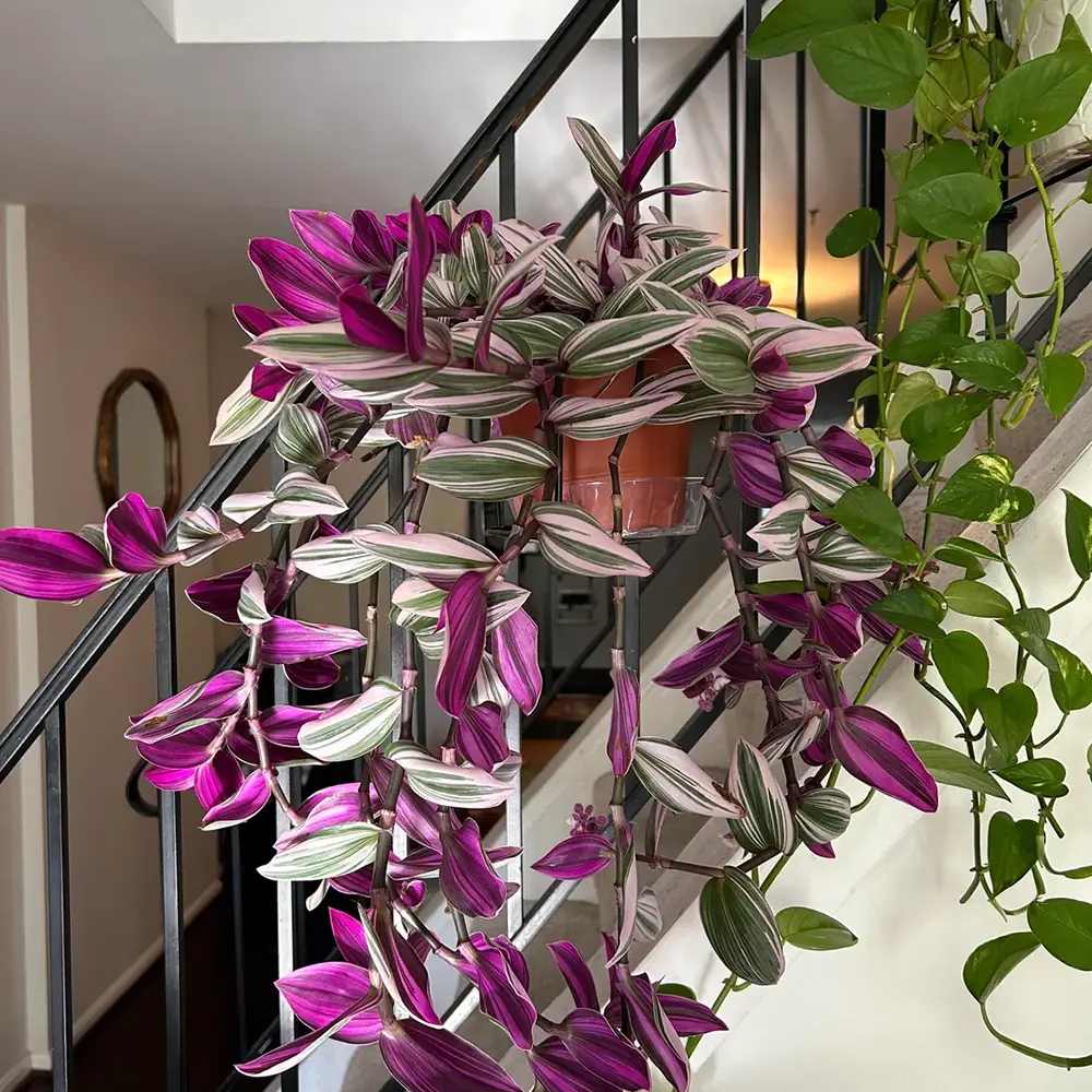 Tradescantia Albiflora Nanouk, 15 cm, planta de interior curgatoare, cu frunze roz-verde
