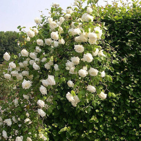 Trandafir Catarator alb-galbui Lemon Pillar, parfum de citrice