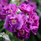 Trandafir Catarator albastru-indigo Rhapsody in Blue, inflorire repetata, parfum puternic