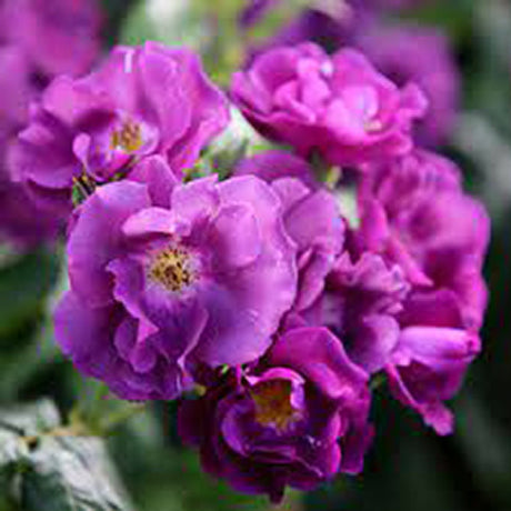 Trandafir Catarator albastru-indigo Rhapsody in Blue, inflorire repetata, parfum puternic