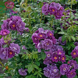 Trandafir Catarator albastru-indigo Rhapsody in Blue, inflorire repetata, parfum puternic