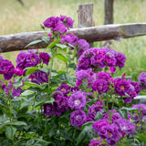 Trandafir Catarator albastru-indigo Rhapsody in Blue, inflorire repetata, parfum puternic