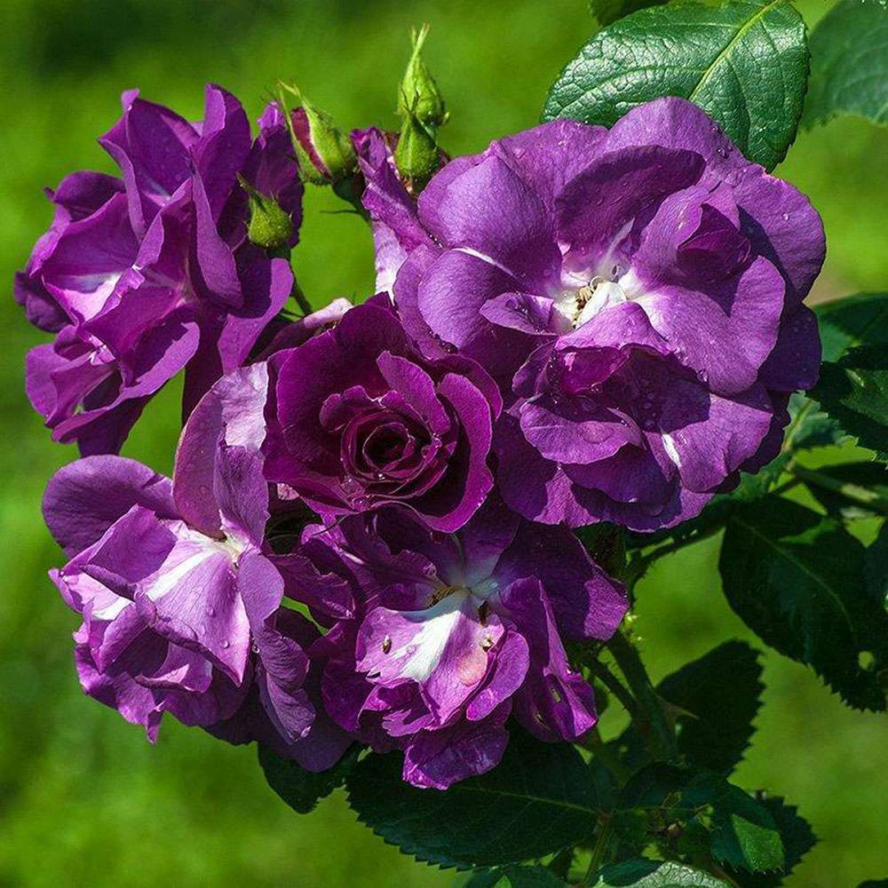 Trandafir Catarator albastru-indigo Rhapsody in Blue, inflorire repetata, parfum puternic