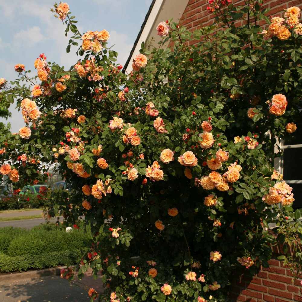 Trandafir Catarator apricot Aloha, parfum intens