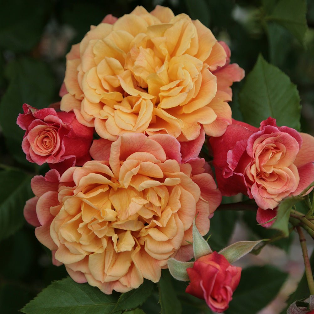 Trandafir Catarator apricot Aloha, parfum intens