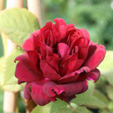 Trandafir Catarator rosu-purpuriu Burgundy Rambler, parfum de martipan