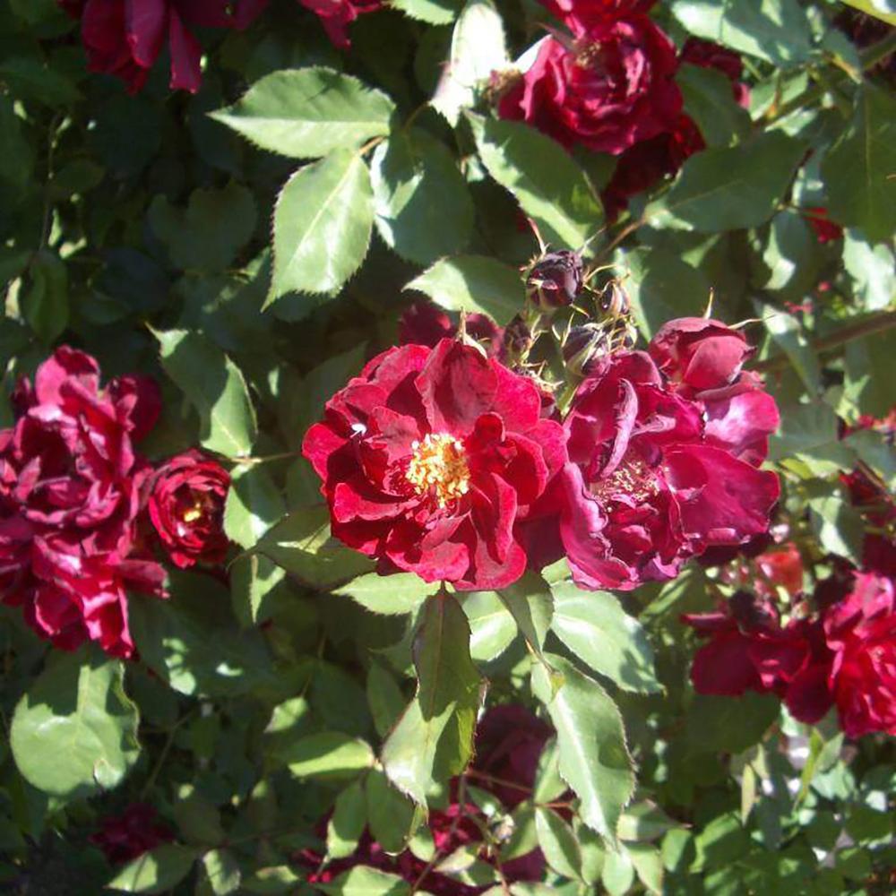 Trandafir Catarator rosu-purpuriu Burgundy Rambler, parfum de martipan