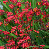 Crocosmia Emberglow, cu flori aramii