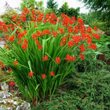 Crocosmia Emberglow, cu flori aramii