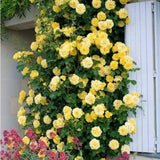 Trandafir Catarator galben Golden Parfum, inflorire repetata