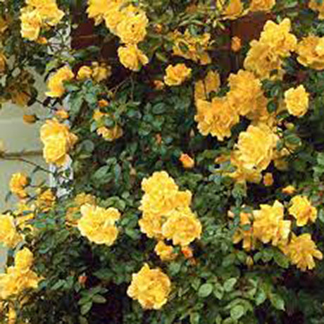 Trandafir Catarator galben Golden Parfum, inflorire repetata