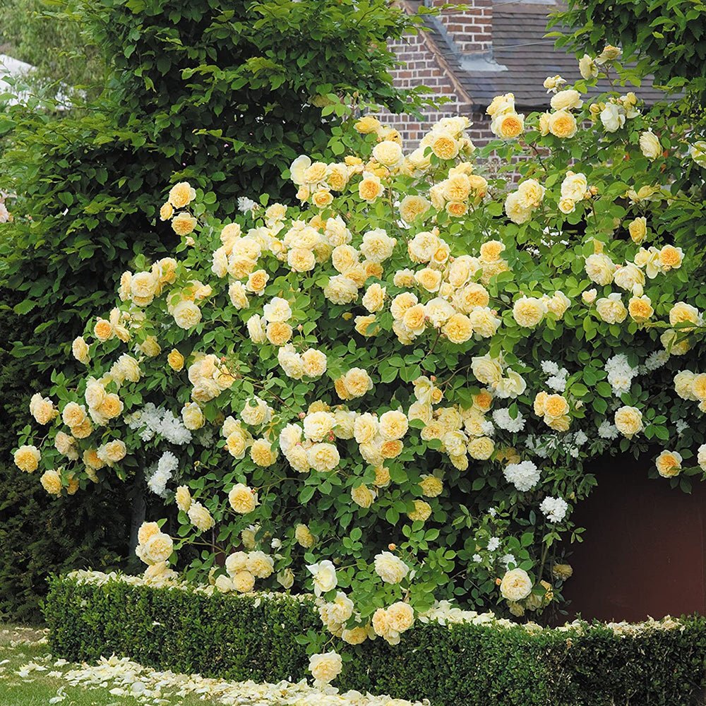 Trandafir Catarator galben Golden Age, inflorire repetata